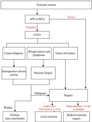 The value of contrast-enhanced ultrasonography in differential diagnosis of primary testicular germ cell tumors and non-germ cell tumors over 50 years old